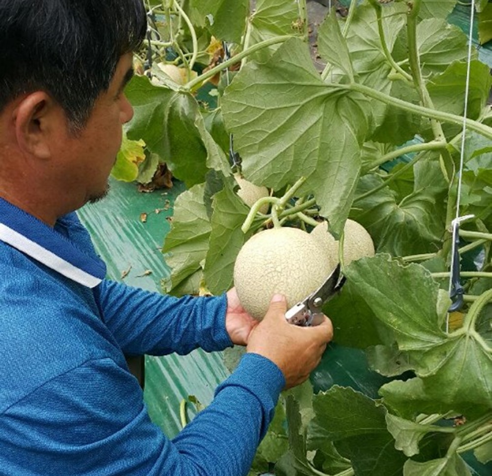 인제군, 신품종 멜론(하니원Ⅱ) 본격 출하 준비