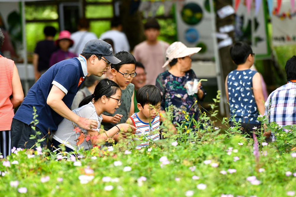야생화와 함께 떠나는 힐링 여행! 고한 함백산 야생화 축제