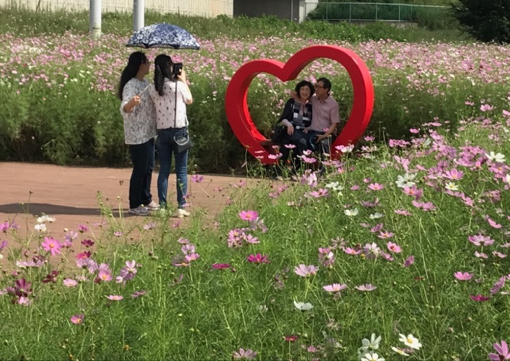 가을하면 코스모스! 코스모스하면 경산 하양경관농업단지!