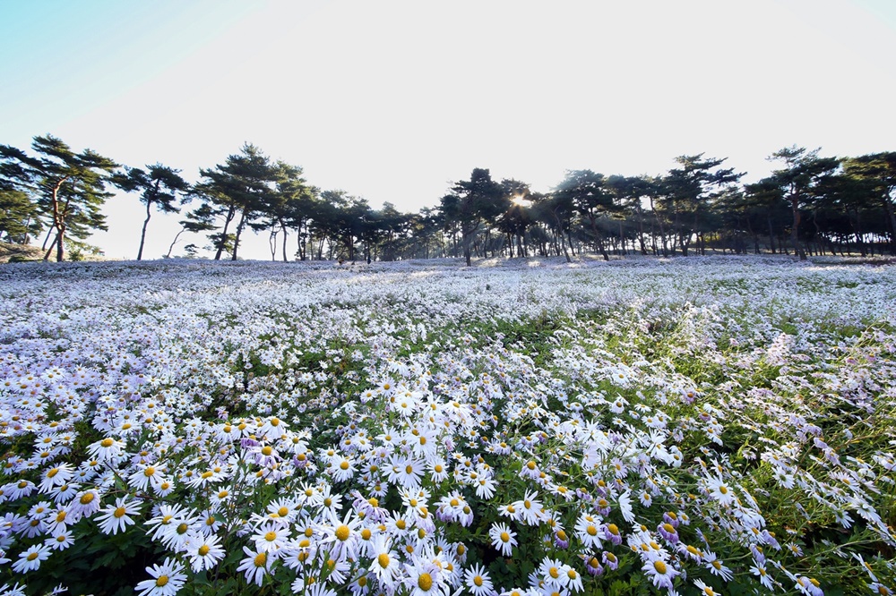 [포토] 추억과 함께 담겨지는 구절초