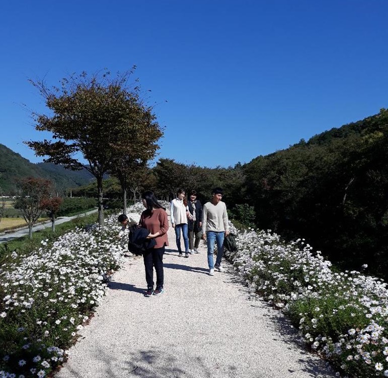 임실군 관촌면 방동숲길 구절초 꽃길 관광객 유혹