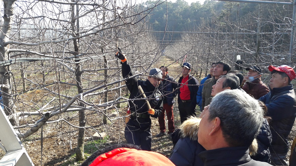 장성군, 전국 최초로 ‘과수 전정전문가’ 키운다