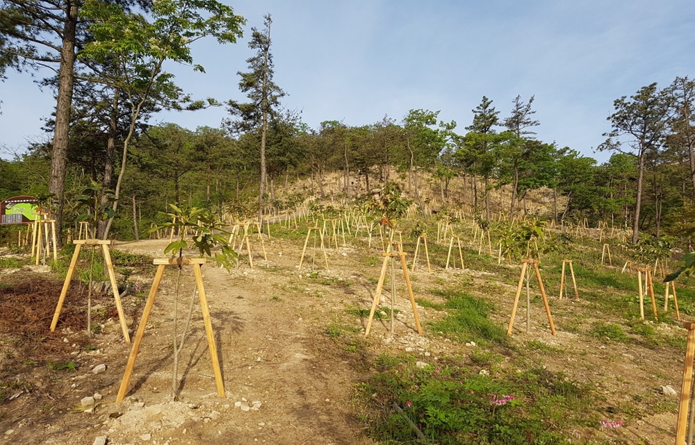완도군, 2019 지역 특화림 조성사업 선정
