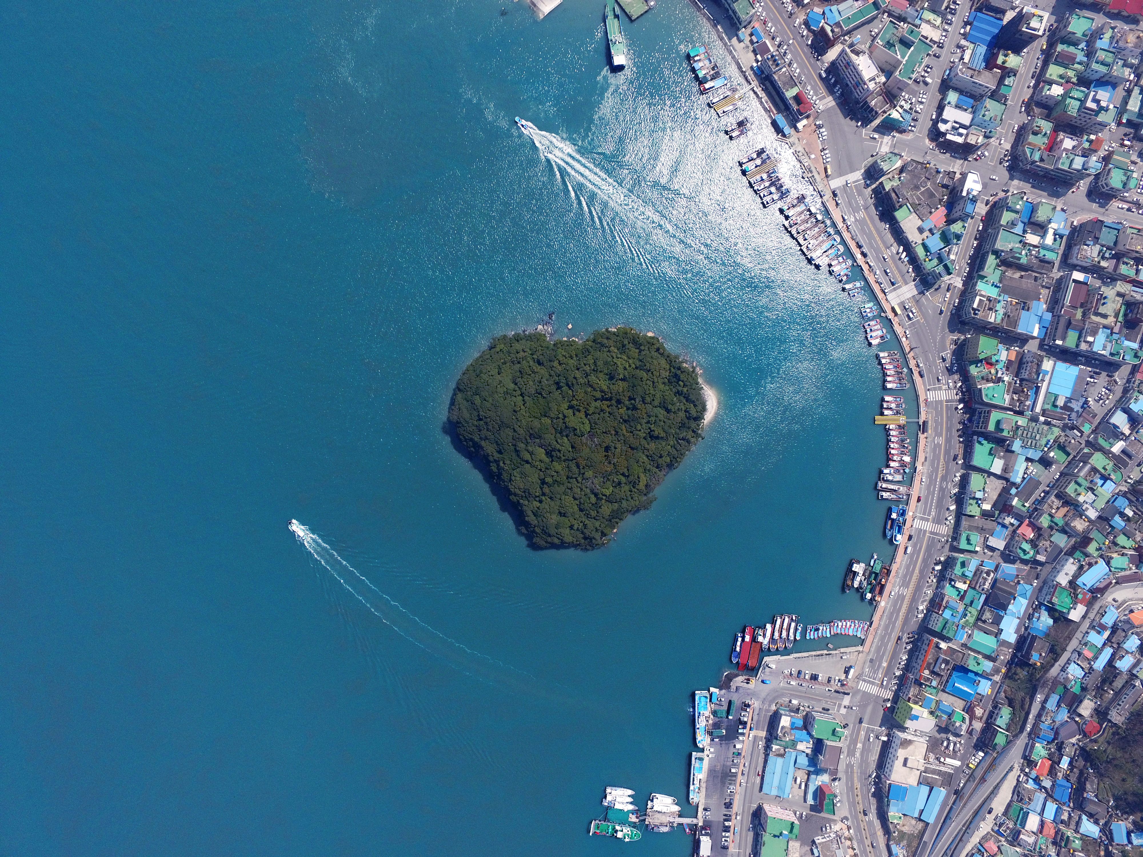완도의 보물, 주도 상록수림 보수 치료 중!