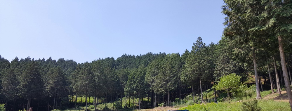 익산시, 미세먼지 저감 숲 조성 박차