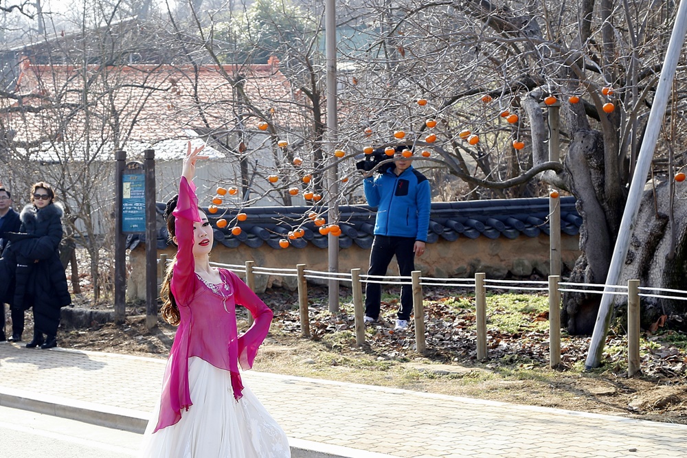 상주, 제8회 대한민국 곶감축제  '따고 깎고 말리고 먹고ing' 개막
