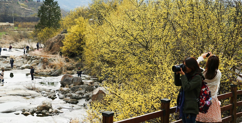 '산수유 꽃 만개' 구례산수유꽃축제 준비 완료