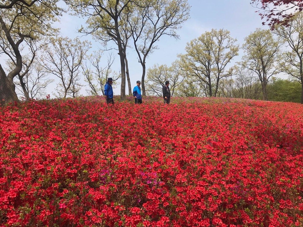 월롱산 철쭉동산으로 봄 나들이 오세요