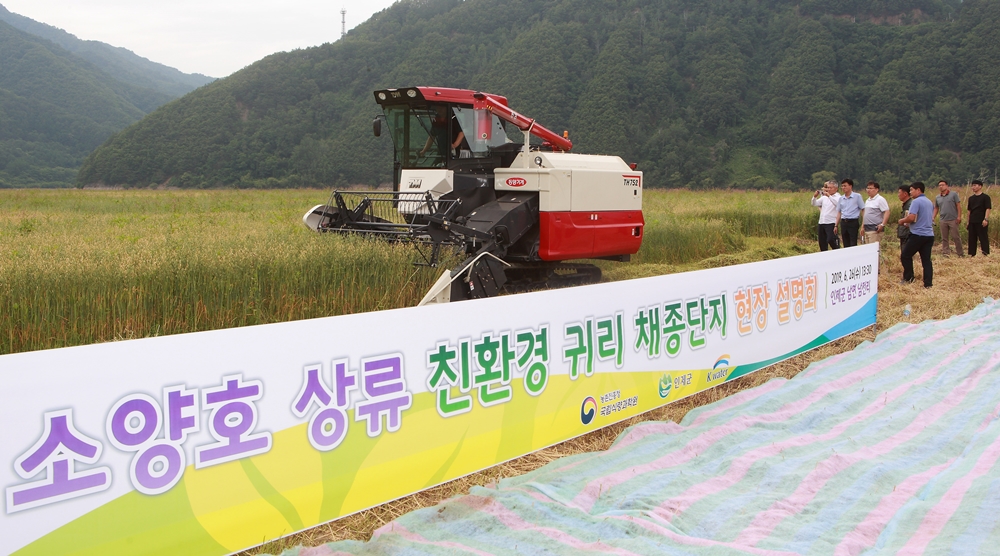 인제군, 소양호 상류에 국산 친환경 귀리종자 생산!