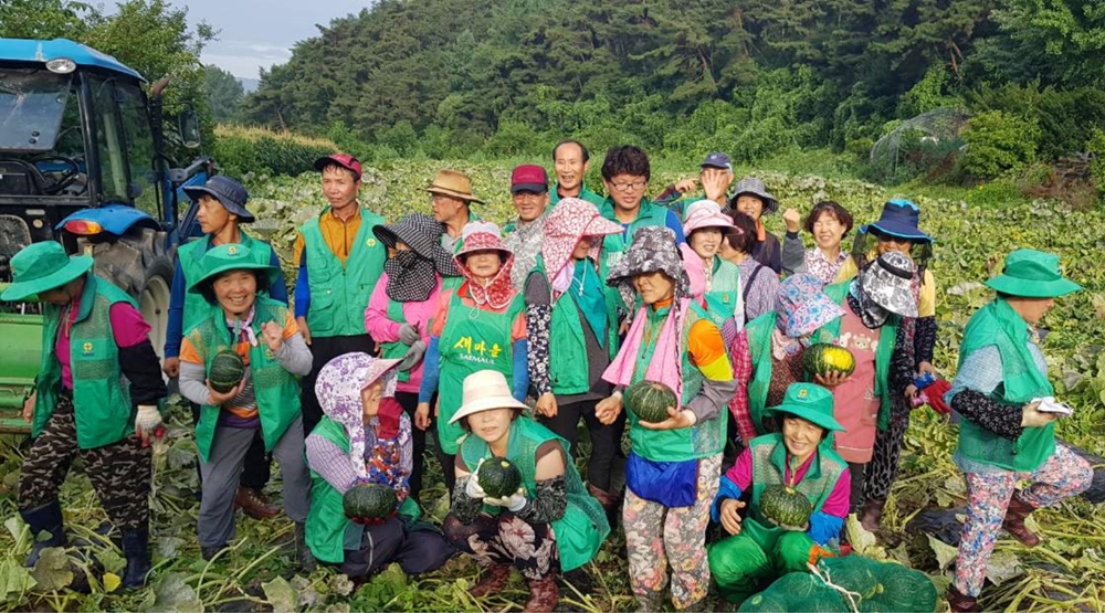 봉화군 물야면 새마을회 ‘사랑 나눔 단호박’ 수확