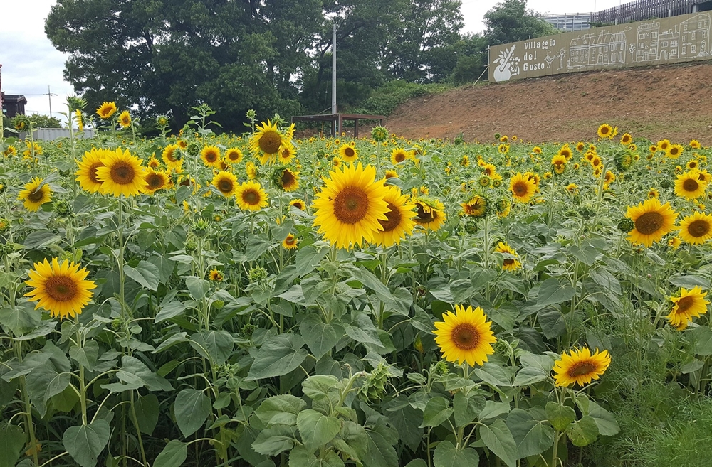 [포토] 파주 맛고을에 지난 5월 심은 해바라기가 활짝 만개