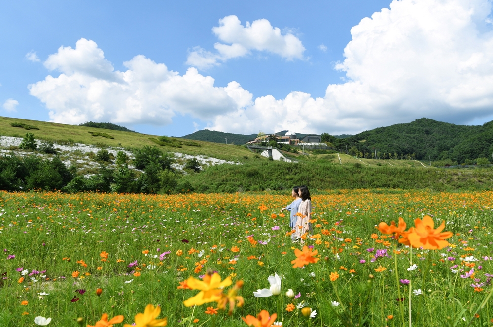[포토] 가을을 부르는 ‘영주 단산저수지 코스모스’ 단지