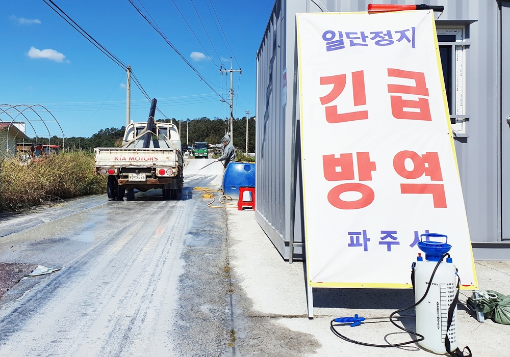 파주시, 아프리카돼지열병(ASF) 추가 발생 1개 농가 안락사 작업 완료 후 잔존물 처리 및 소독 실시
