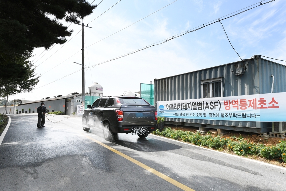 김포시, 관내 모든 돼지 수매 및 살처분