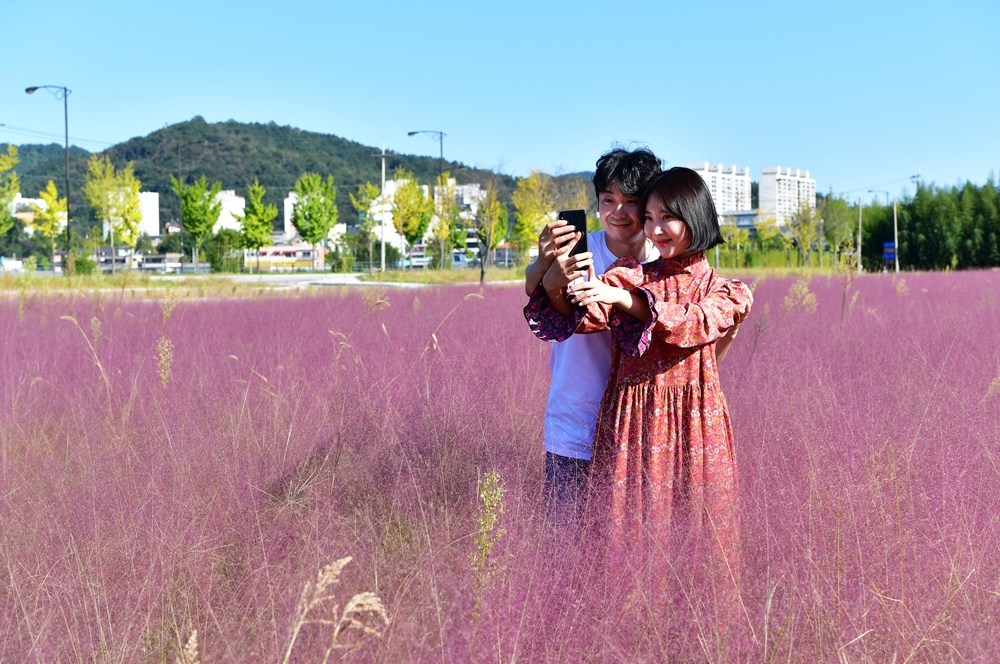 [포토] 담양군에 찾아온 핑크빛 가을, '핑크뮬리’