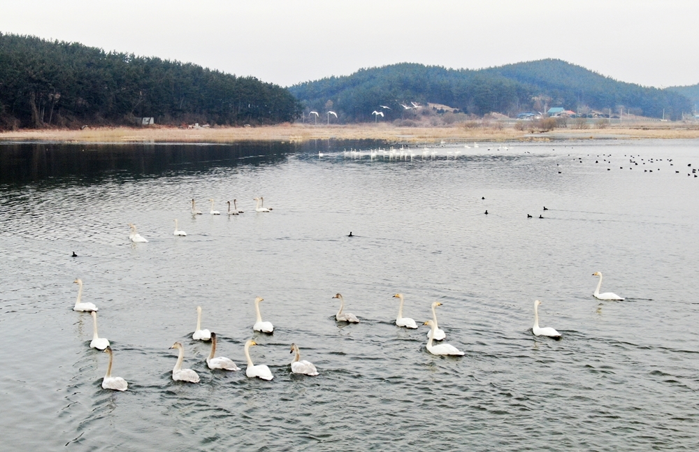 [포토] 태안 수룡저수지, 고니 100여 마리 찾아 우아한 자태 뽐내!