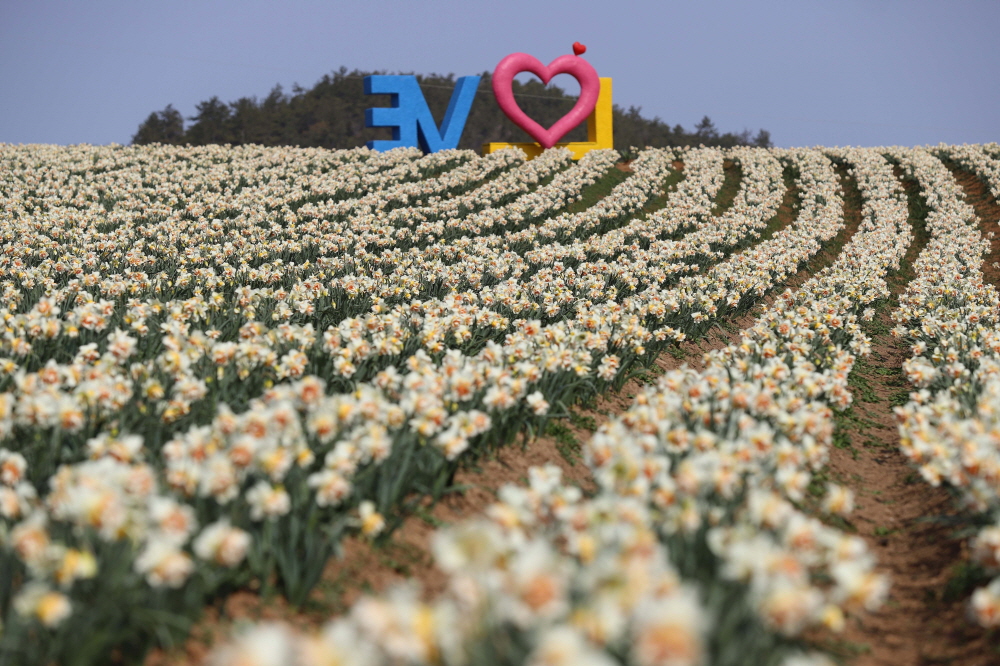 코로나 19 확산 방지, 신안 대표 봄꽃 축제 전면 취소