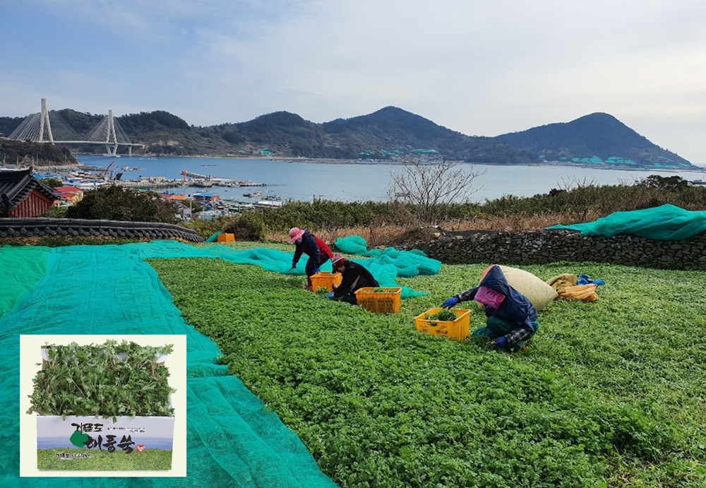 여수시, 청정 농산물 ‘거문도해풍쑥’ 먹고, 면역력 ‘쑥쑥’ 키운다