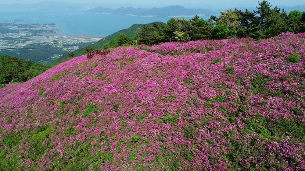 남해군, 망운산 철쭉군락지 복원사업 추진