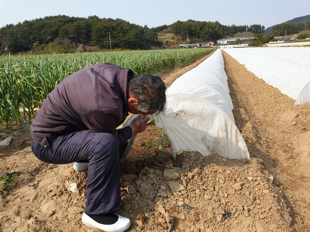 남해군, 소득작목 미니단호박 재배로 농가 손길 ‘분주’
