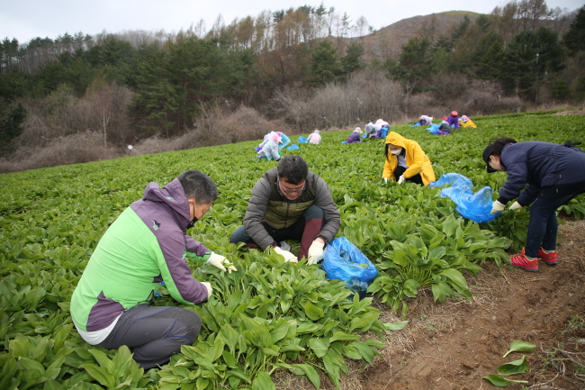 코로나19 극복! 농촌진흥공무원 농업현장 인력지원에 앞장서
