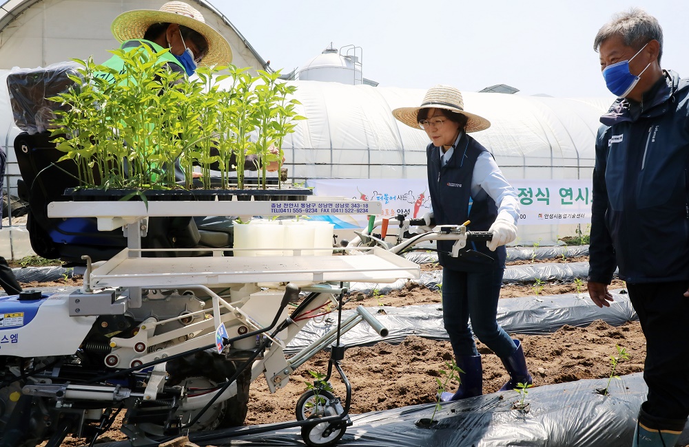 안성시, 승용 채소이식기 활용 ‘고추 기계정식 연시회’ 개최