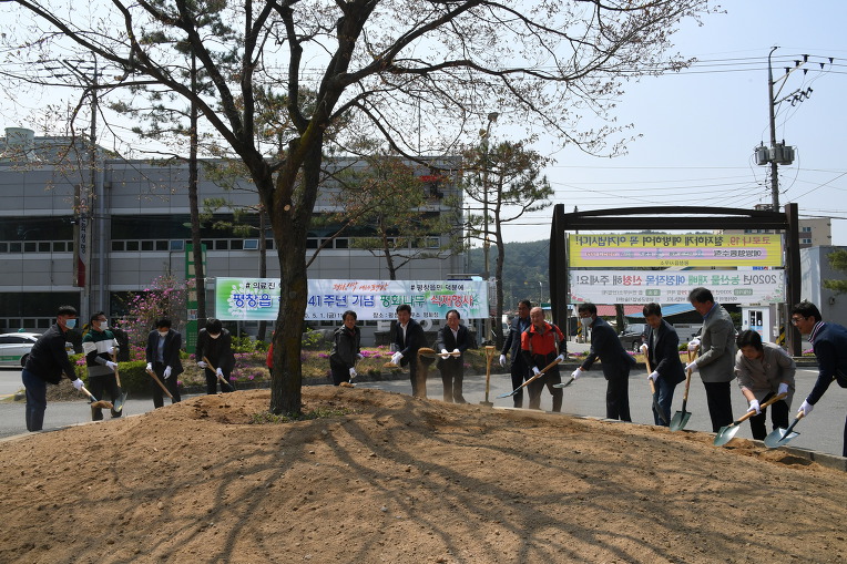 평창읍 승격 41주년 기념 '평화나무' 식재행사 개최