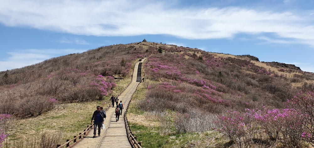 [포토] 지리산 노고단, 분홍빛 털진달래 개화
