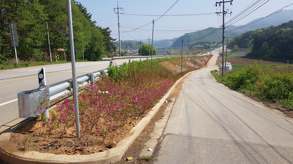 괴산군, 도로변 경관 개선...피라칸사스 등 2만2천여 그루 식재