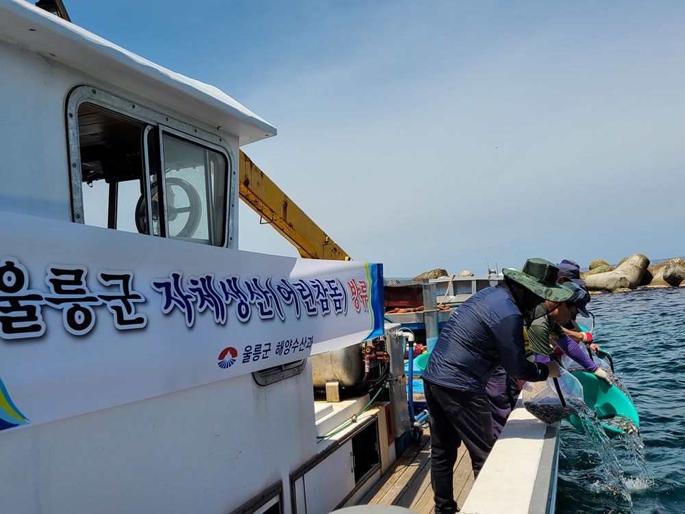 울릉군, 직접 생산한 어린 참돔 30만 마리 방류