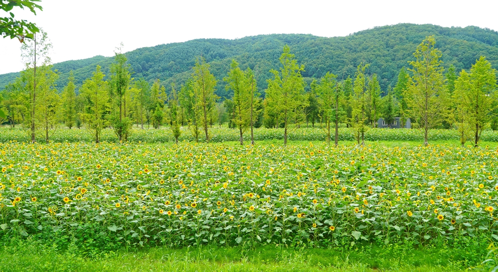 청정 화천 북한강변에 명품숲 8만5천㎡ 조성