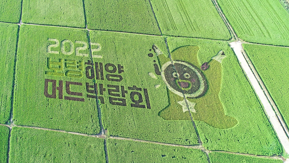 보령시, 2022 보령해양머드박람회 유색벼 논그림 장관 연출
