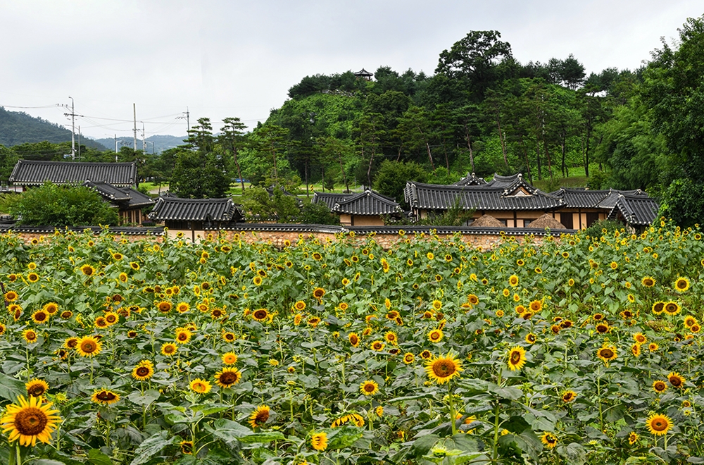 괴산군 읍, 홍범식 고택 인근에 해바라기 단지 조성