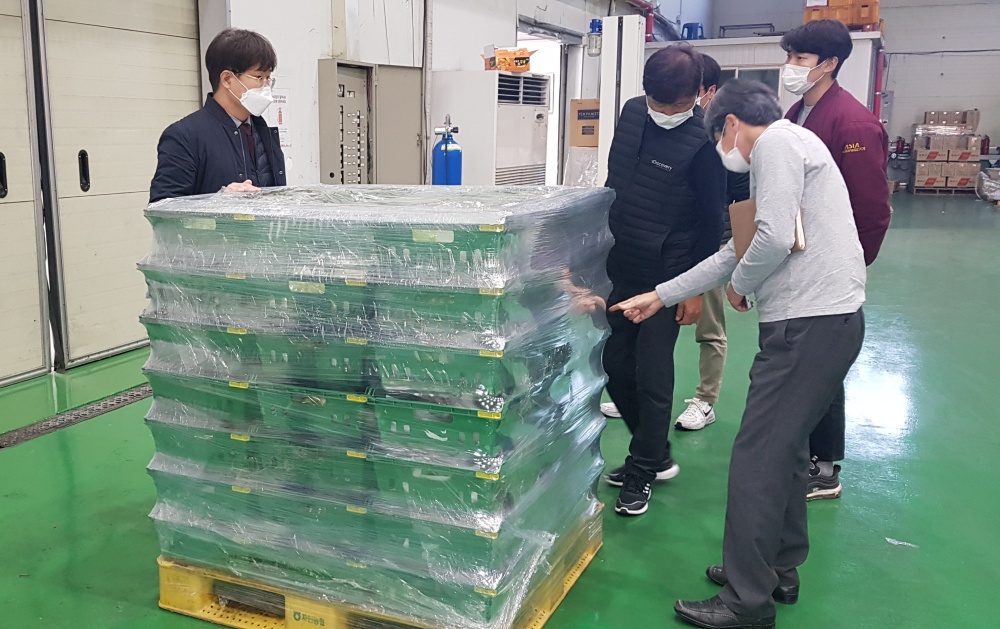 경산시, 포도저장 '팰릿 MA저장기술' 적용..저장기간 연장과 선도유지 기대