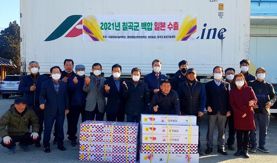 칠곡군 낙금화훼단지 백합, 일본 수출 길 활짝 열려