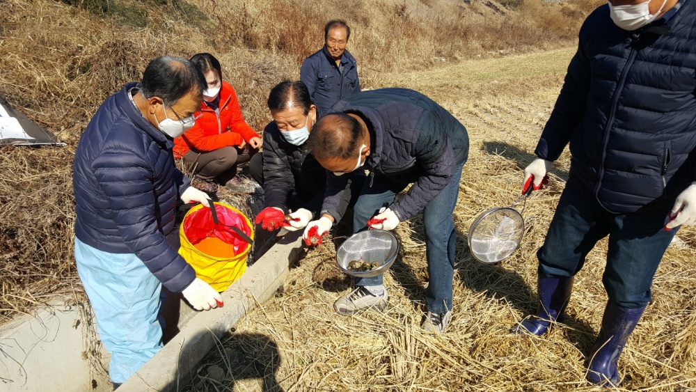 청도군, 2020년 왕우렁이 월동방지를 위한 일제수거