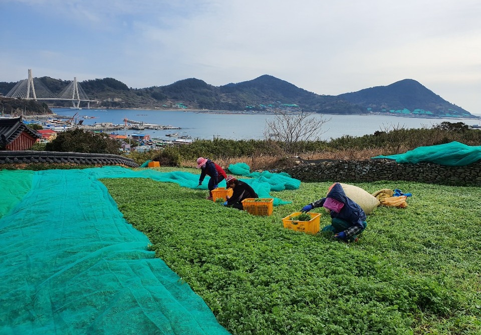 여수시, ‘거문도해풍쑥’ 19일 출하…봄 향기 느껴보세요