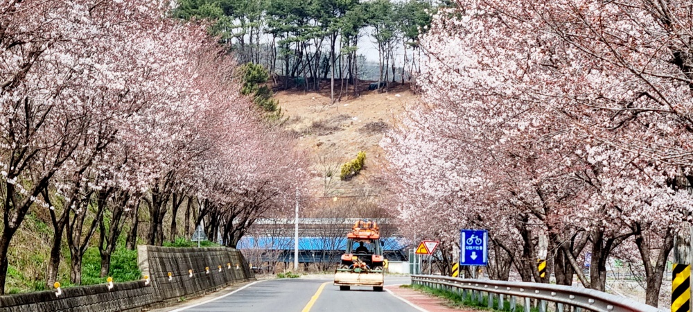 의령지역, 곳곳에 벚꽃 활짝!!