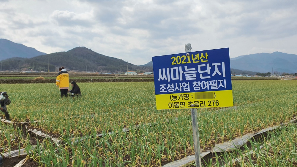 남해군 ‘21년산 씨마늘’ 수요조사 실시