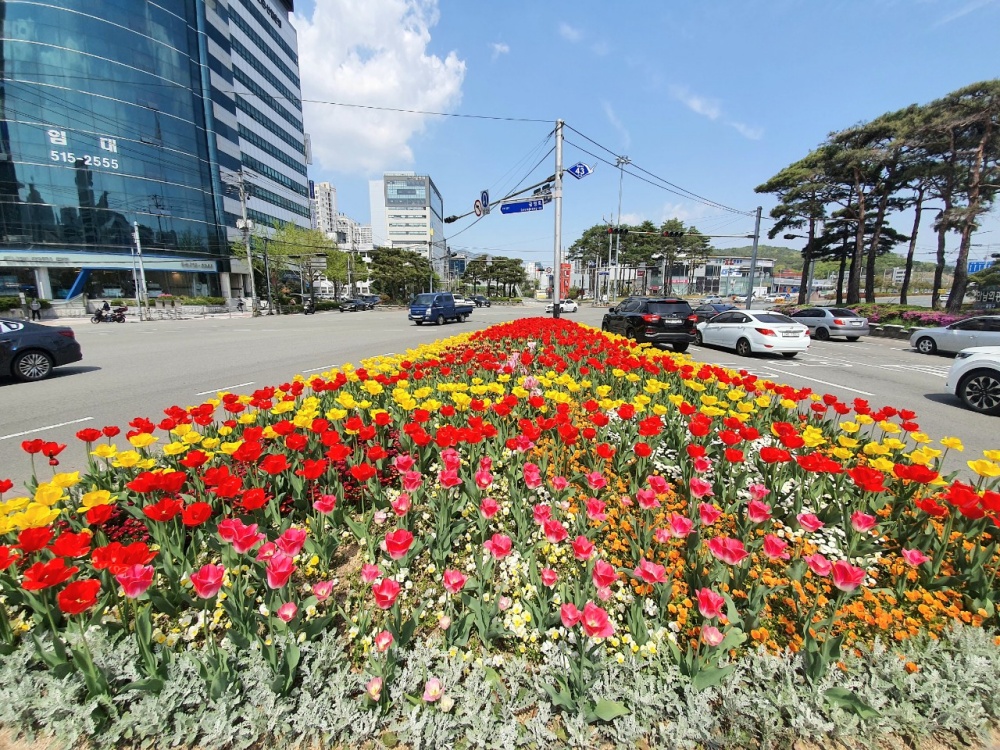 부산 금정구, 온천천에 꽃 6만 본 심었다