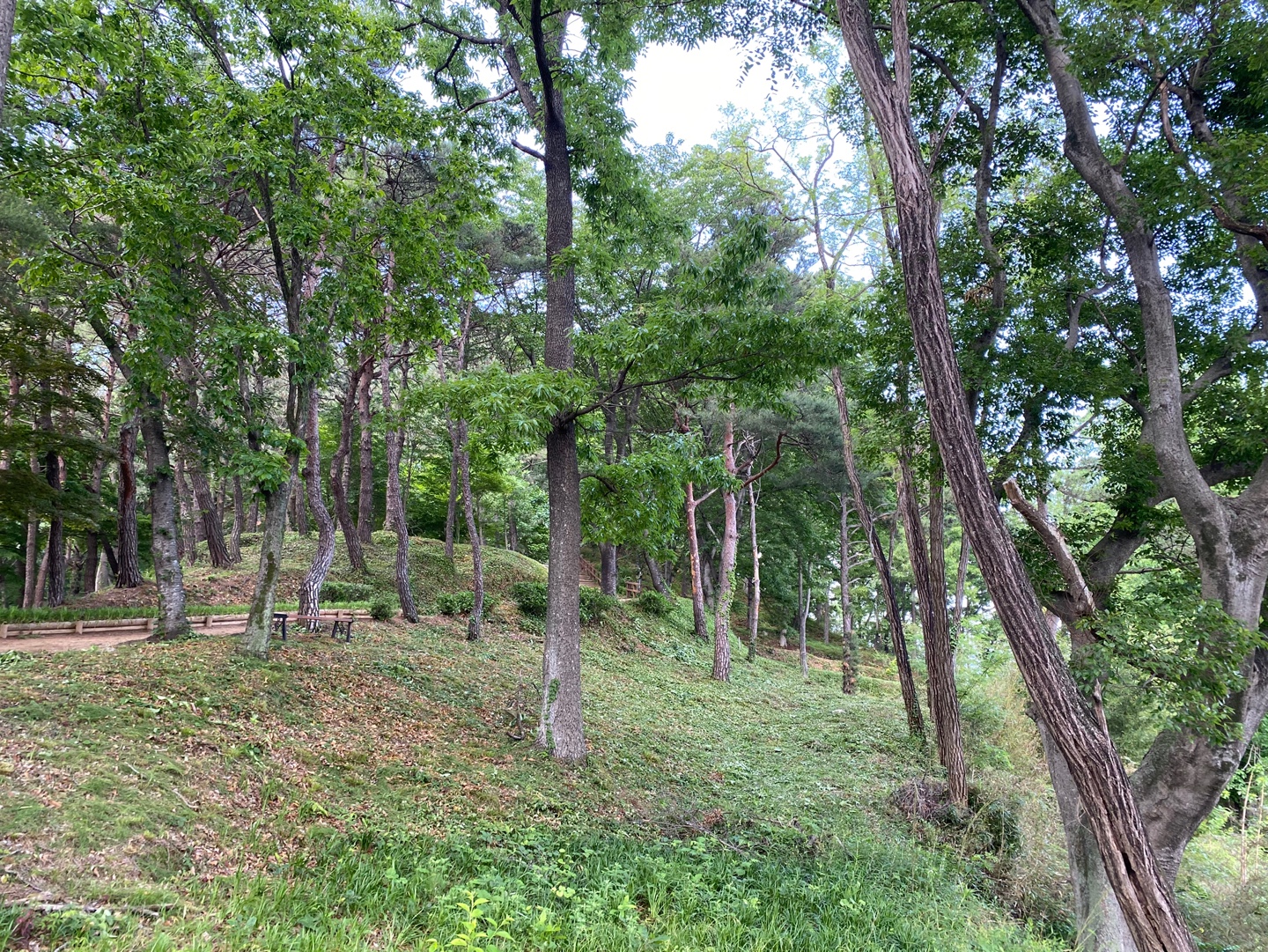 구례군, 봉성산 미세먼지 차단 숲 조성 완료