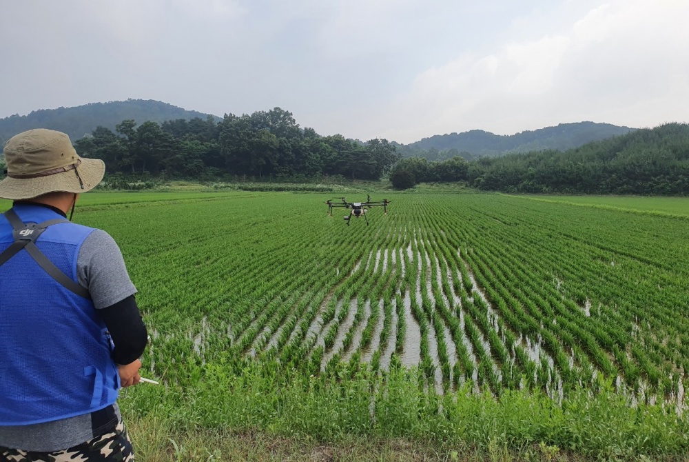 여주시 벼 병해충 공동방제시작! 명품쌀 생산에 박차