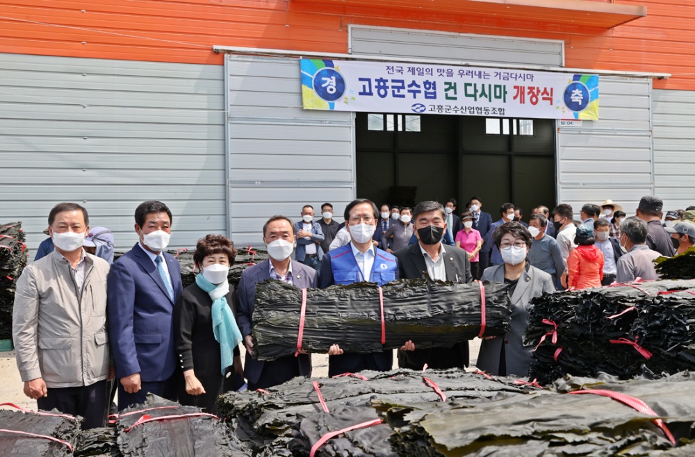 고흥산 명품 햇 다시마 채취 작업 시작