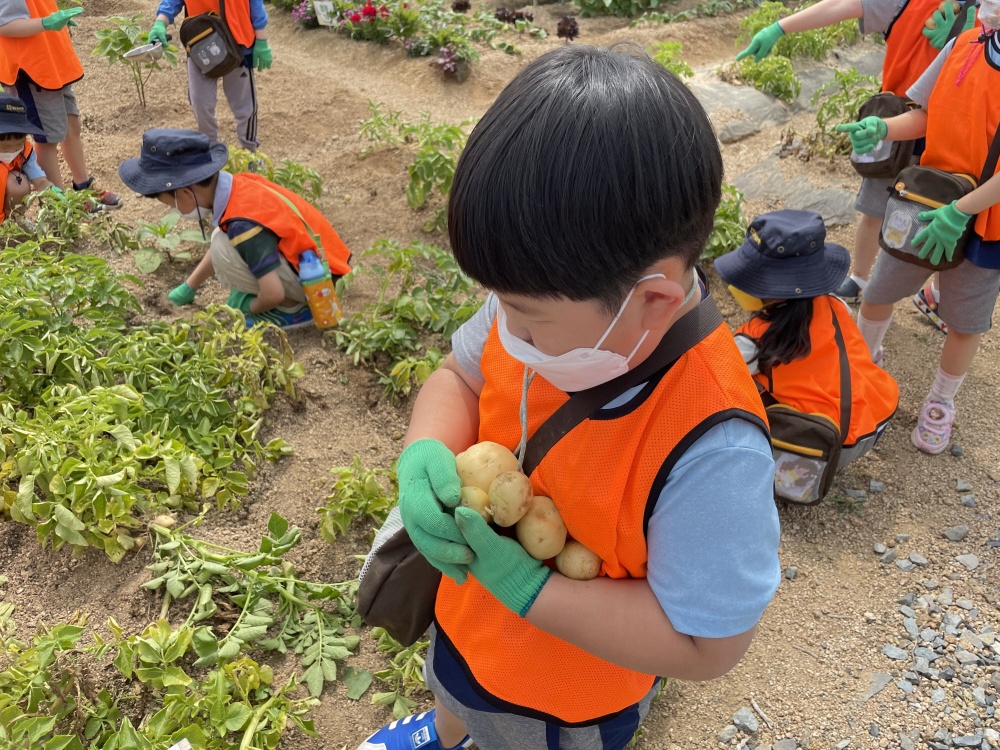 경산시, 어린이 농부학교 즐거운 감자 수확 체험