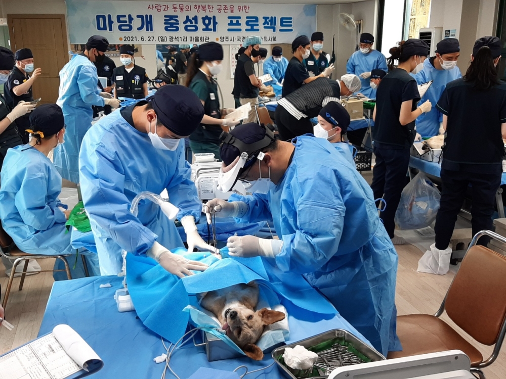 양주시·국경없는 수의사회, 마당개 중성화 프로젝트 성공적 개최
