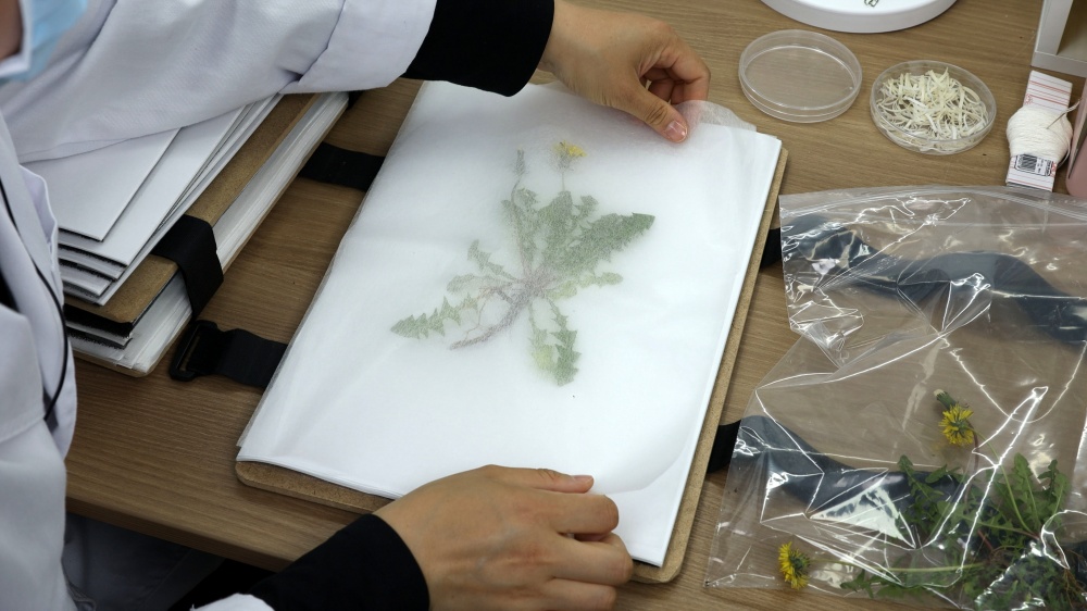 서대문자연사박물관, '식물학자가 온라인으로 들려주는 식물 이야기' 체험교실 연다