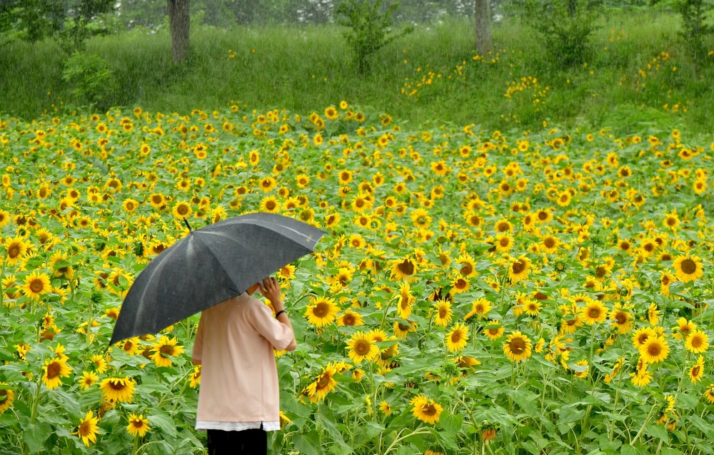 '희망을 전하다' 장성 황룡강 100만 송이 해바라기 활짝