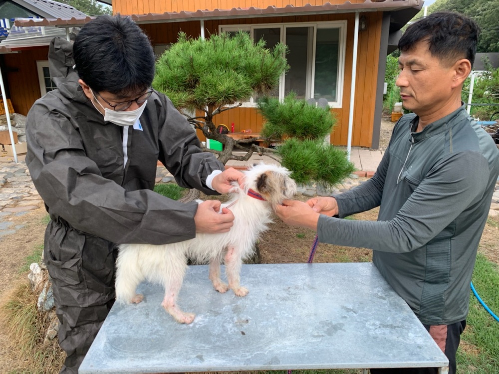 영양군, 광견병 무료 예방접종 실시