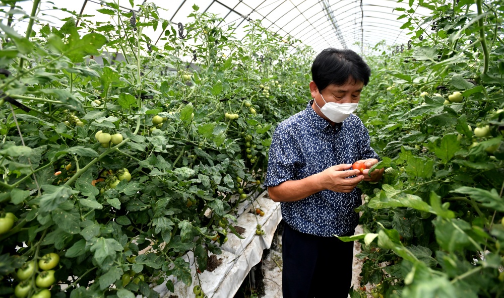 애호박 살려낸 착한 소비 토마토 재배 농가로 확산!