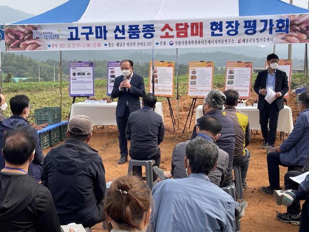 해남군, 고구마 신품종 ‘소담미’로 꿀고구마 국산화 앞장